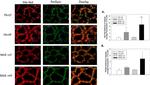 Perilipin 1 Antibody in Immunohistochemistry, Immunohistochemistry (Frozen) (IHC, IHC (F))