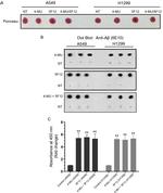 CD44 Antibody in Neutralization (Neu)