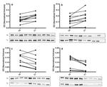 IGHA1 Antibody in Western Blot (WB)