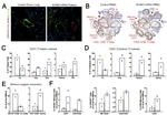 CXCL9 Antibody in Immunohistochemistry (IHC)