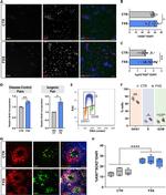 SOX2 Antibody in Immunocytochemistry (ICC/IF)