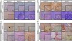 EMX2 Antibody in Immunohistochemistry (IHC)