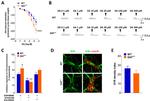 HuC/HuD Antibody in Immunohistochemistry, Immunohistochemistry (PFA fixed) (IHC, IHC (PFA))