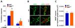 HuC/HuD Antibody in Immunohistochemistry, Immunohistochemistry (PFA fixed) (IHC, IHC (PFA))