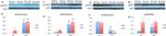 Phospho-FGFR4 (Tyr642) Antibody in Western Blot (WB)