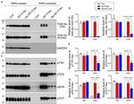 Phospho-Tau (Ser214) Antibody in Western Blot (WB)