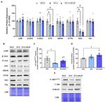 SNTB2 Antibody in Western Blot (WB)