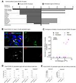 beta-3 Tubulin Antibody in Immunocytochemistry (ICC/IF)