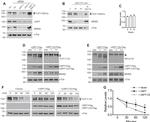 V5 Tag Antibody in Western Blot (WB)