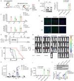 DYKDDDDK Tag Antibody in Western Blot (WB)