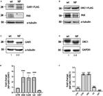 GAPDH Antibody in Western Blot (WB)