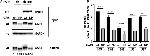 GAPDH Antibody in Western Blot (WB)