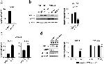 beta Tubulin Loading Control Antibody in Western Blot (WB)