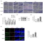 Doublecortin Antibody in Immunohistochemistry, Immunohistochemistry (Paraffin) (IHC, IHC (P))