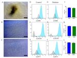 CD105 Antibody in Flow Cytometry (Flow)