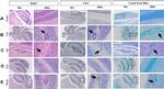 CD3e Antibody in Immunohistochemistry (IHC)