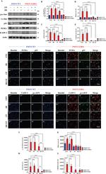 p53 Antibody in Western Blot, Immunocytochemistry (WB, ICC/IF)