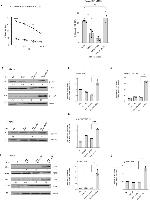 Phospho-VAV1 (Tyr160) Antibody in Western Blot (WB)