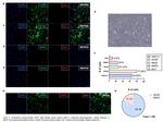 IBA1 Antibody in Immunocytochemistry (ICC/IF)