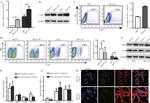 Vimentin Antibody in Immunocytochemistry (ICC/IF)