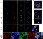 CD107a (LAMP-1) Antibody in Immunocytochemistry (ICC/IF)