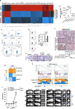 CD34 Antibody in Flow Cytometry (Flow)