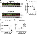 SCD Antibody in Western Blot (WB)