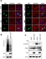 STAT1 Antibody in Western Blot (WB)