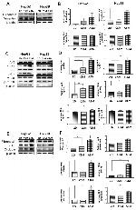 Occludin Antibody in Western Blot (WB)