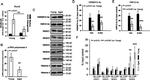 HDAC6 Antibody in Western Blot (WB)