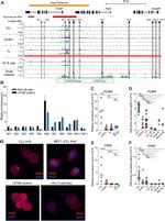 PIGR Antibody in Immunocytochemistry (ICC/IF)