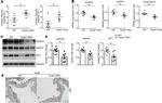 Nephrin Antibody in Western Blot (WB)