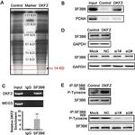 SF3B14 Antibody in Immunoprecipitation (IP)