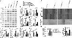 NFkB p50 Antibody in Western Blot (WB)