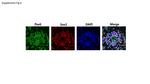 SOX2 Antibody in Immunocytochemistry (ICC/IF)