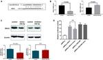 alpha Synuclein Antibody in Western Blot (WB)