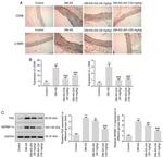 SREBP1 Antibody in Western Blot (WB)