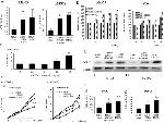 Eotaxin 3 Antibody in Western Blot (WB)