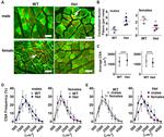 Desmin Antibody in Immunohistochemistry (Frozen) (IHC (F))