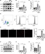 ICAM-1 Antibody in Western Blot (WB)