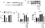 Cyclin D1 Antibody in Western Blot (WB)