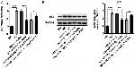 p53 Antibody in Western Blot (WB)