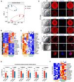 alpha Tubulin Antibody in Immunocytochemistry (ICC/IF)