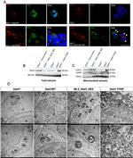 Actin Antibody in Western Blot (WB)