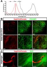 CD31 Antibody in Immunohistochemistry (IHC)