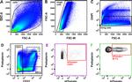 CD31 Antibody in Flow Cytometry (Flow)