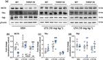 THRB Antibody in Western Blot (WB)