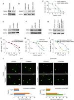 GAPDH Antibody in Western Blot (WB)