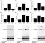 NOX2 Antibody in Western Blot (WB)