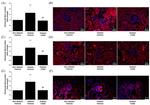 NOX2 Antibody in Immunohistochemistry (Frozen) (IHC (F))